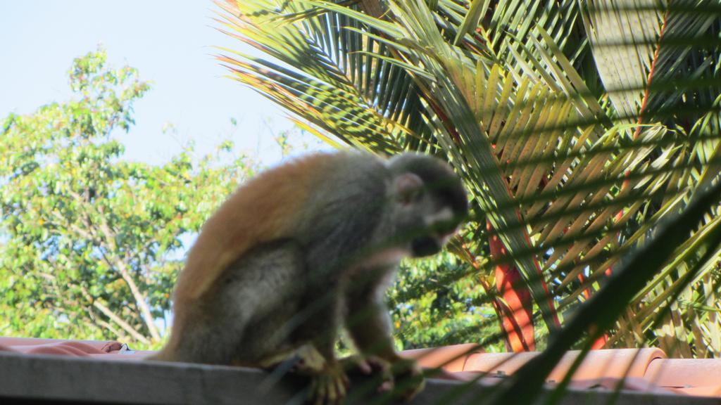 Coyaba Tropical Elegant Adult Guesthouse Manuel Antonio Exterior foto