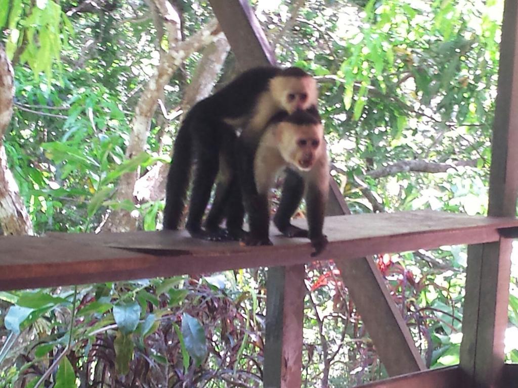 Coyaba Tropical Elegant Adult Guesthouse Manuel Antonio Exterior foto